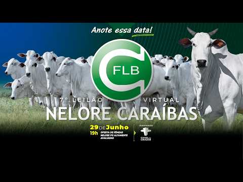 LOTE 38