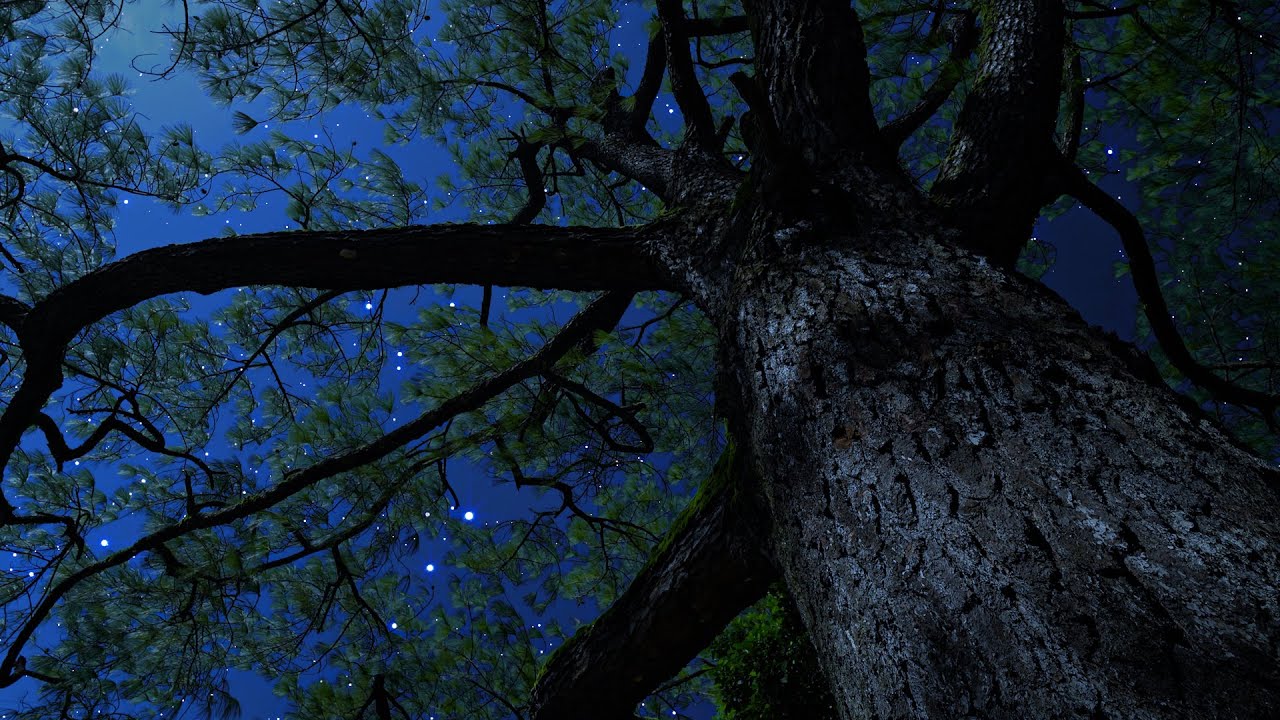Crickets & Owl Under the Starry Night | Gentle Wind Through the Trees for Deep Sleep & Relaxation