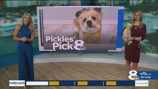 Pickles' Pick Net Worth