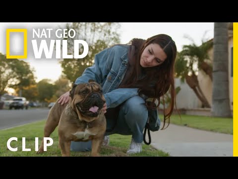 Meet Jaxx: Unleash the Hulk | Cesar Millan: Better Human Better Dog