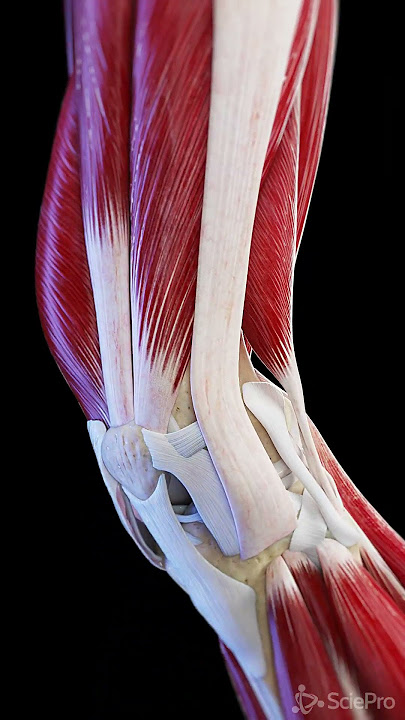 Muscles and ligaments of the moving knee joint  #anatomy #meded #3dmodel