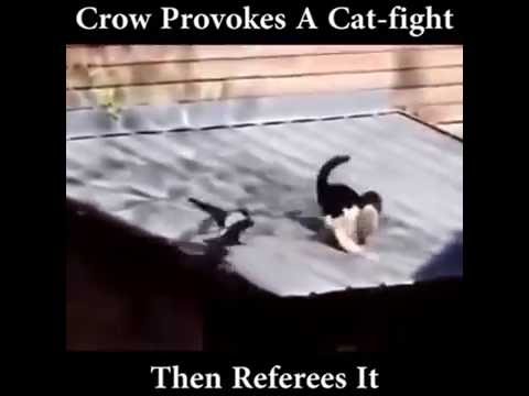 crow-provokes-cat-fight-then-serves-as-referee..