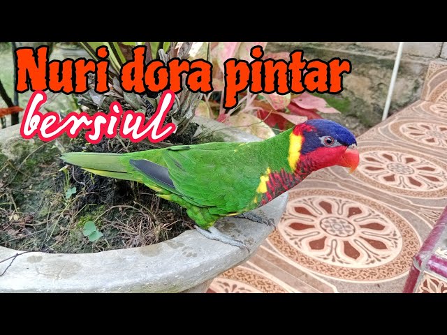 burung nuri dora pintar bersiul class=