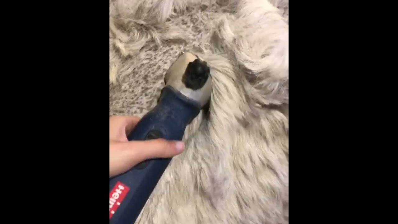 Heiniger Xplorer Horse Clipper