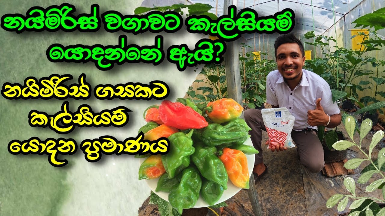 නයිමිරිස් වගාවට කැල්සියම් යොදන්නේ ඇයි? |  Naimiris wagawa |  calsium | manulak agro