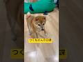 つくねさんの日課 #shorts #dog #cute #trending