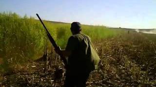 LA CAZA DEL PODENCO 4