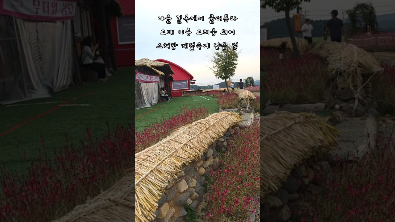 가을 길목에서 불러본다 그대 이름 #고석정꽃밭 #틱톡킴교장 #파코메리