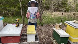First Bee Swarm of 2021! 🐝
