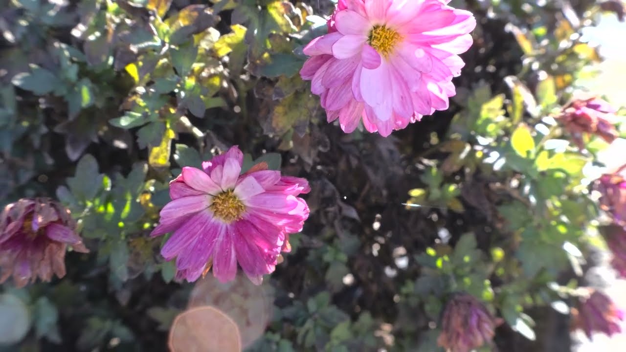 Canon EOS R10 4K HDR Video Test 5.1 Sound