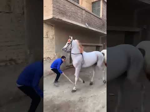 شوفو الحصان بيرقص ازاي