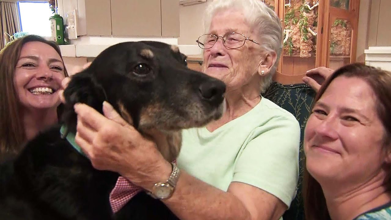 Dog 'Repeatedly' Escaped Shelter To Comfort Residents In Nursing Home -  iHeartDogs.com