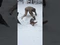 Bassett Hound’s legs are too short for the snow