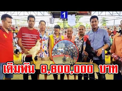 Results of the Historic Cockfight with an 8.8 Million Baht Stake
