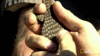 Python Hunters   Chasing Monitors Information