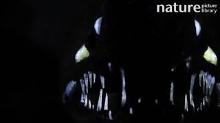Scaleless Black Dragonfish Appearing Out Of The Darkness, Atlantic Ocean Close To Cape Verde.
