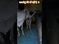 Kamdhenu Without Mother 🐄 | Cow Showing Love | Emotional Cow Short🥲 #kamdhenu #calf #dairyfarm