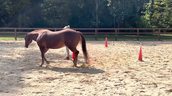 Pat Osborn Chiggar Liberty Horse Intermediate