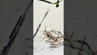 Being mean to a Mangrove tree (as an experiment)