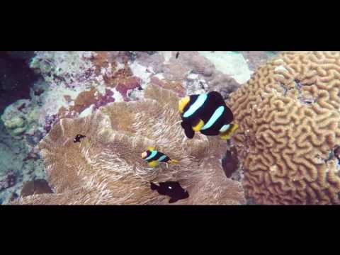 koh-racha-island-&-coral-island-phuket-snorkeling-adventure-|-theasia.com
