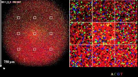 Illumina four-color sequencing by synthesis