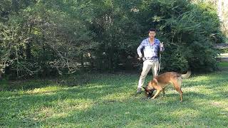 Celebrity How to control your dog's prey drive. Wildlife avoidance with Ryan Tate Wealth