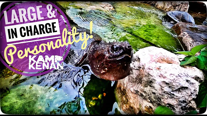 Meet Margie the Snapping Turtle!