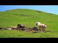New Best Oromo Classical Music Siirba Afaan Oromo360p New Best Oromo Classical Music Siirba Afaan Oromo360p