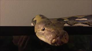 Max the retic 2021