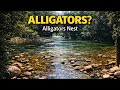 Alligator's Nest | swimming hole near Tully Fnq.