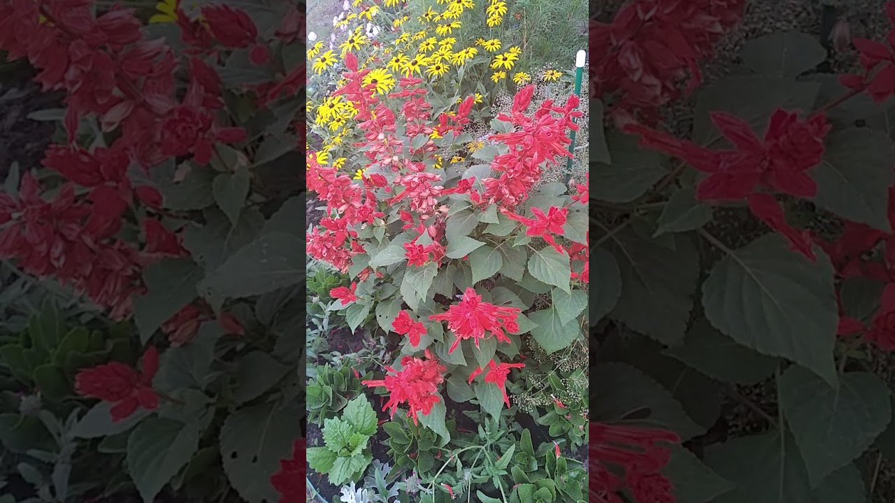 Сальвия из домашних семян / Цветение Сальвии