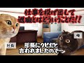 【スカッと猫ミーム】クビ宣告された無能？3日後には年俸交渉 #猫ミーム