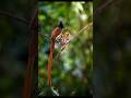 Paradise Flycatcher Feeding Its Hungry Chicks 🐦🌿#HiddenWildlife #ParadiseFlycatcher #BirdNest