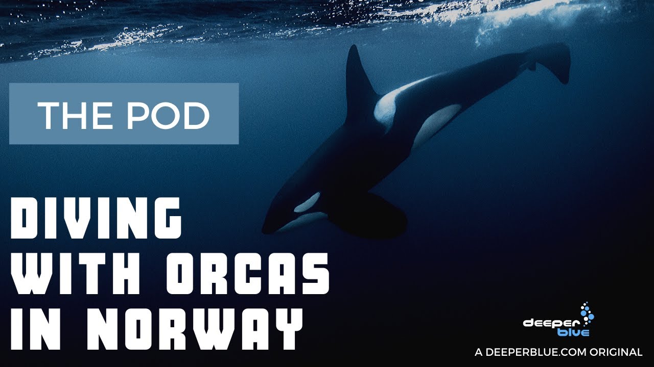 THE POD - Diving with Orcas in Norway