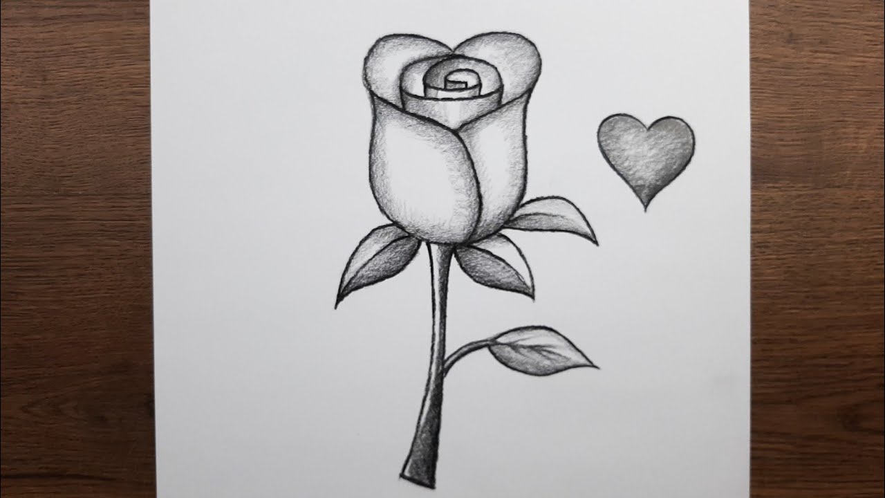 Gül resmi nasıl çizilir - Kolay çiçek çizimi - Yeni başlayanlar için adım adım öğretici çizim