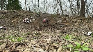 Bowling Ball Explosion