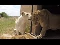 Naiobi Returns Home! Part 3 | The Lion Whisperer