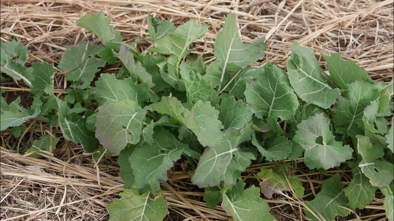 How to grow Norabouna] *Grown without pesticides or chemical