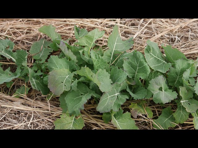 How to grow Norabouna] *Grown without pesticides or chemical