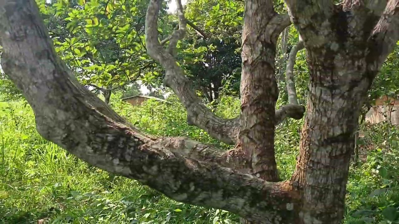 Belle parcelle à vendre dans la c/de maluku village bu q/bu 27m/20m 1800$ masolo +243810217497