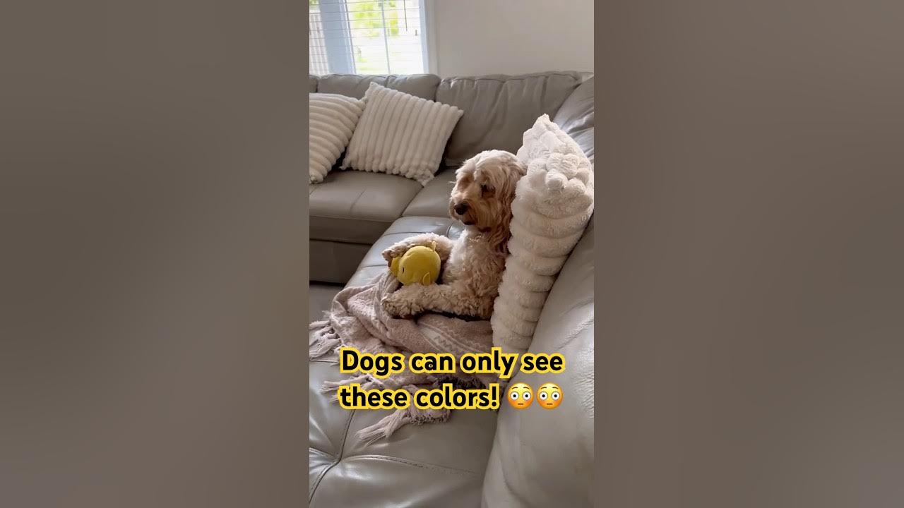 Dogs can only see these colors š³#shorts #facts #dog #dogs #fact #funfacts #fun #ytshorts #short Dogs can only see these colors š³#shorts #facts #dog #dogs #fact #funfacts #fun #ytshorts #short
