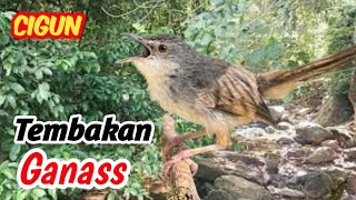 Penguasaan Cigun Terbaik – Suara Aliran Sungai & Burung Hutan