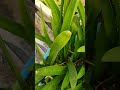is duniya mein jeena Hai to 🌱 Patra garden🌱 Archana Sarkar🌿#green world 🌿