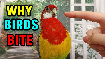 Why Birds Bite and How to Stop it