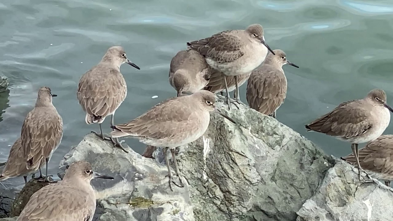 Bird Watching at San Francisco Bay YouTube