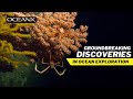 The best of oceanx discoveries