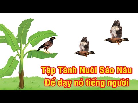 Video Tập tành nuôi Sáo Nâu để dạy nó nói tiếng người | Chim... - youtube