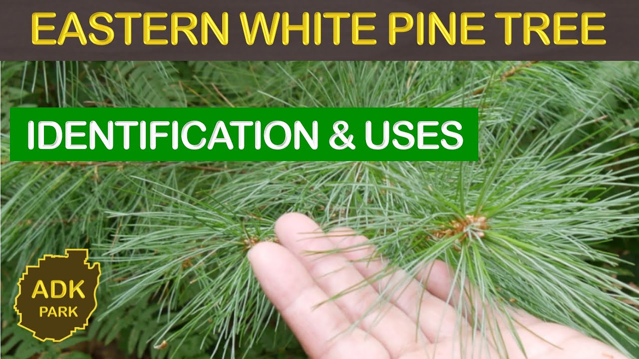 Eastern white pine tree identification uses youtube