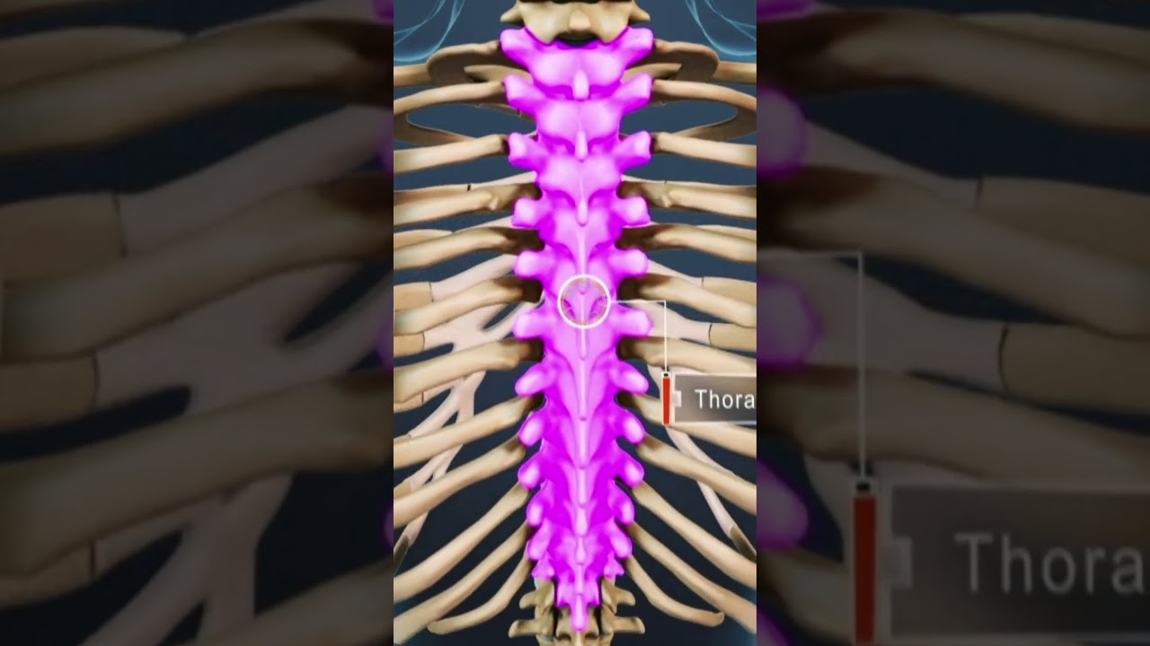 Where Compression Fractures Typically Occur in the Spine