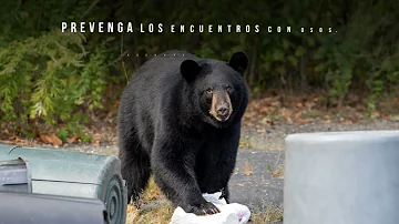 ¿Qué atrae a los osos de la basura?